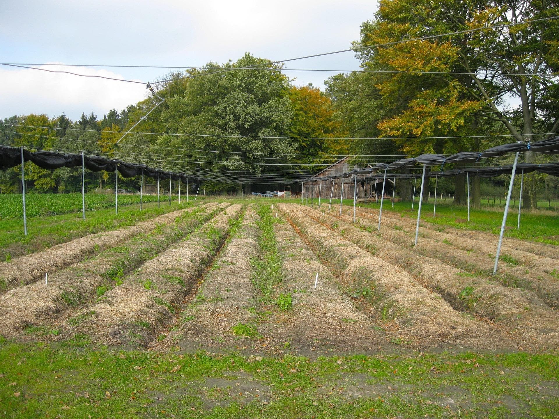 Photo 1 of 1, Agricultural Plot with proper irrigation system
